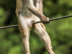 Finalist Comedy Wildlife Photography 2021 Bikin Ngakak, Ada dari Indonesia
