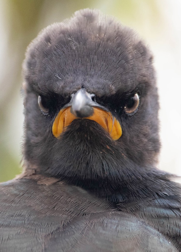 Comedy Wildlife Photography Awards 2021
