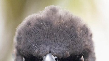 Marah komandan? Foto: Comedy Wildlife Photography Awards