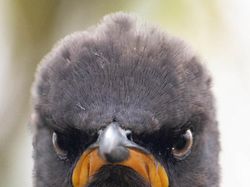 Finalist Comedy Wildlife Photography 2021 Bikin Ngakak, Ada dari Indonesia