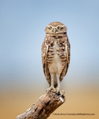 Comedy Wildlife Photography Awards 2021