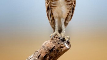 Habis ronda. Foto: Comedy Wildlife Photography Awards