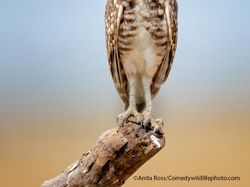 Finalist Comedy Wildlife Photography 2021 Bikin Ngakak, Ada dari Indonesia