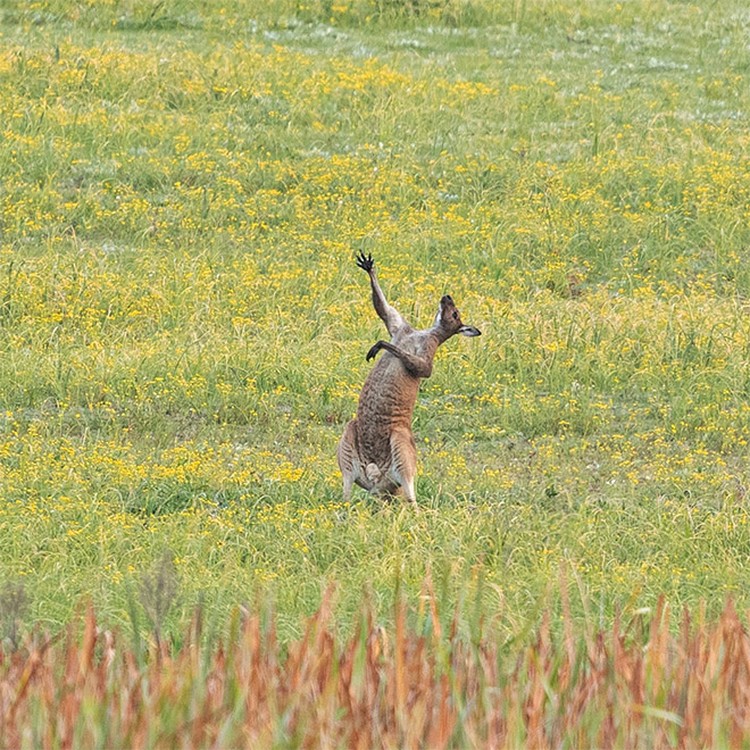 Comedy Wildlife Photography Awards 2021