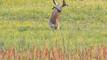 Latihan baca puisi. Foto: Comedy Wildlife Photography Awards