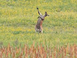 Finalist Comedy Wildlife Photography 2021 Bikin Ngakak, Ada dari Indonesia