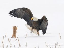 Finalist Comedy Wildlife Photography 2021 Bikin Ngakak, Ada dari Indonesia