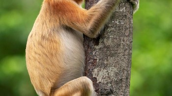 Main petak umpet. Foto: Comedy Wildlife Photography Awards