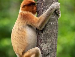Finalist Comedy Wildlife Photography 2021 Bikin Ngakak, Ada dari Indonesia