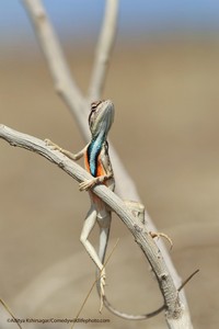 Comedy Wildlife Photography Awards 2021