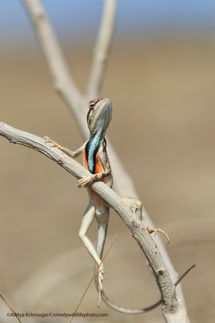 Comedy Wildlife Photography Awards 2021