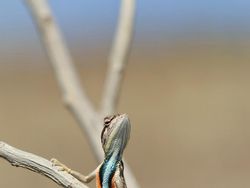 Finalist Comedy Wildlife Photography 2021 Bikin Ngakak, Ada dari Indonesia