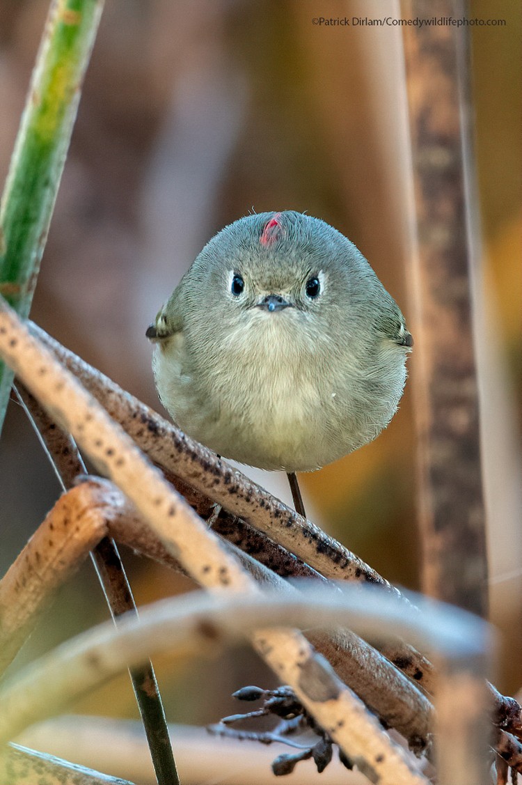 Comedy Wildlife Photography Awards 2021