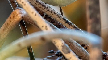 Angry Bird. Foto: Comedy Wildlife Photography Awards