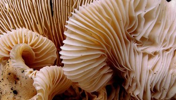 Hutan jamur. Foto: Brightside