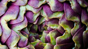 Tumbuhan Artichoke. Foto: Brightside