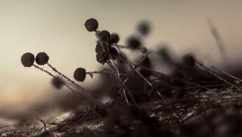 Cetakan roti hitam. Foto: Brightside