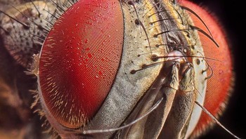 Wajah lalat. Foto: Brightside