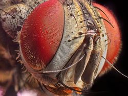 Wow! Beginilah Penampakan Benda Sehari-hari Secara Dekat