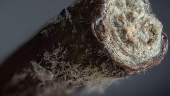 Tangkai buah apel Foto: Brightside