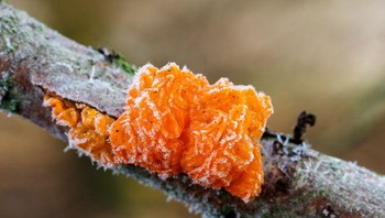 Tremella mesenterica (otak kuning) tumbuh di ranting pohon. Foto: Brightside