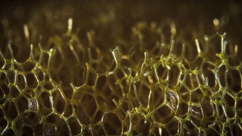 Permukaan spons untuk cuci piring. Foto: Brightside