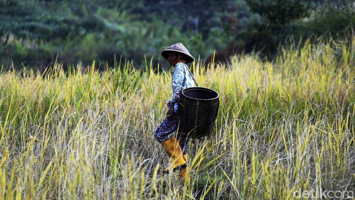 Windri Wijaya prihatin dengan sistem tengkulak atau rentenir yang menimpa petani di Desa Pagar Dewa, Muara Enim, Sumsel. Ia pun mendirikan perusahaan dalam program CSR PT Bukit Asam (Persero) Tbk untuk memutus mata rantai sistem rentenir di desanya.