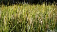 Maksud dari sistem bayar panen ialah petani dapat mencicil bayar utangnya dengan gabah kering atau beras saat sedang panen. Menurut Windri, para petani bebas mencicil dengan jumlah berapa pun karena tidak ingin membebani petani dengan utangnya.