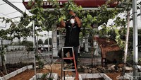 Kebun anggur itu dibuat oleh Komunitas Anggur Jakarta.