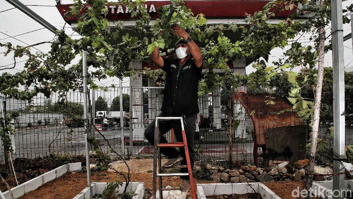 Anggota Komunitas Anggur Jakarta, Tarto merawat kebun buah anggur di kawasan Pom Bensin Pertamina Tenan Jalan Raya Cilincing, Jakarta Utara,  Selasa (7/9).