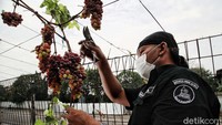 Komunitas Anggur Jakarta ini berkolaborasi dengan Sudin KPKP (Ketahanan Pangan Kelautan dan Perikanan).