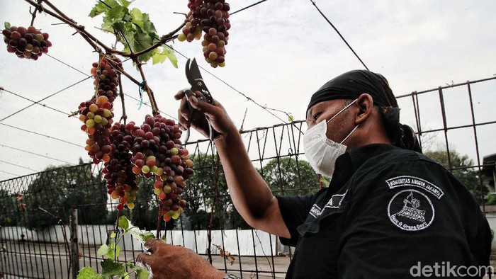 Mengintip Panen Anggur Di Pesisir Jakarta