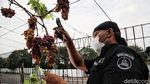 Mengintip Panen Anggur di Pesisir Jakarta