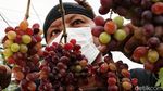Mengintip Panen Anggur di Pesisir Jakarta