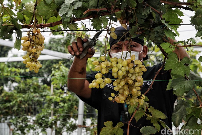 Anggota Komunitas Anggur Jakarta, Tarto merawat kebun buah anggur di kawasan Pom Bensin Pertamina Tenan Jalan Raya Cilincing, Jakarta Utara,  Selasa (7/9).