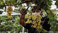 Tetapi kini tanah itu disulap menjadi kebun anggur yang sangat menarik.
