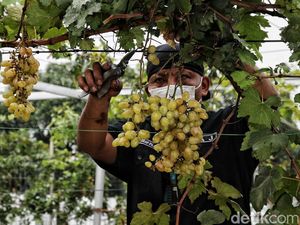 Yuk Kenali Bagian-bagian Tumbuhan Beserta Fungsinya