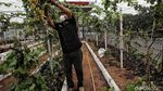 Mengintip Panen Anggur di Pesisir Jakarta