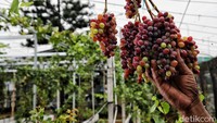 Terdapat 30 lebih jenis anggur yang ditanam di kebun seperti dari anggur Amerika, Ukraina, Jepang, India dan lainnya.