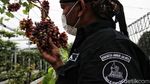 Mengintip Panen Anggur di Pesisir Jakarta