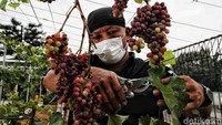 Kebun anggur ini berada di kawasan SPBU, Jalan Raya Cilincing, Jakarta Utara