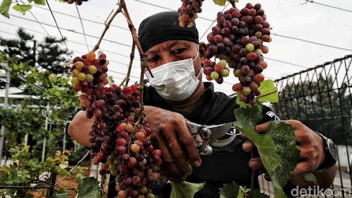 Kebun Anggur di Tanah Pesisir Jakarta Anggota Komunitas Anggur Jakarta, Tarto merawat kebun buah anggur di kawasan Pom Bensin Pertamina Tenan Jalan Raya Cilincing, Jakarta Utara, Selasa (7/9).
