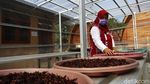 Mantap! Teh Rosella Asal Sumsel Ini Tembus Supermarket di Bahrain