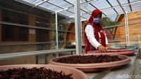 Adapun untuk penjualan dalam negeri, Siba Rosella sudah menjual ke beberapa tempat oleh-oleh di Lampung dan Palembang. Selain itu, Siba Rosella juga sudah MoU dengan Koperasi Suara Sekretariat Nasional (Seknas).