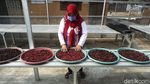 Mantap! Teh Rosella Asal Sumsel Ini Tembus Supermarket di Bahrain