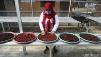 Dulu sebelum pandemi, Siba Rosella bisa menjual 2.000-3.000 produk per bulannya. Adapun harga range produknya dari Rp 20 ribu hingga Rp 35 ribu. Jika dikalkulasikan, Siba Rosella bisa mendapat omzet Rp 40 juta hingga ratusan juta dari bunga Rosella ini.