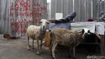 Pembangunan Pasar Kambing Tanah Abang Hampir Rampung Pembangunan Pasar Kambing Tanah Abang Hampir Rampung