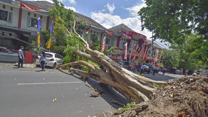 POHON TUMBANG Sebuah pohon berdiameter kurang lebih tiga meter tumbang menutupi badan jalan HOS Cokro Aminoto di samping Kantor Gubernur NTB di Mataram, NTB, Selasa (7/9/2021). Sebuah mobil ringsek dan lima unit sepeda motor rusak tertimpa pohon dan tidak ada korban jiwa dalam kejadian tersebut.ANTARA FOTO/Ahmad Subaidi/hp.