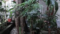 Ada pohon dan tanaman lain di halaman depan rumah Desy Ratnasari. Foto: YouTube Desy Ratnasari