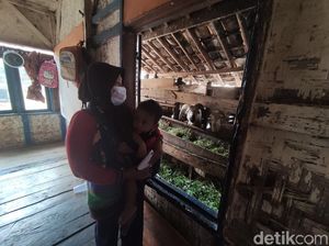 Jabar Hari Ini: Keluarga Satu Atap Bareng Kambing-Polisi Bongkar Prostitusi Online